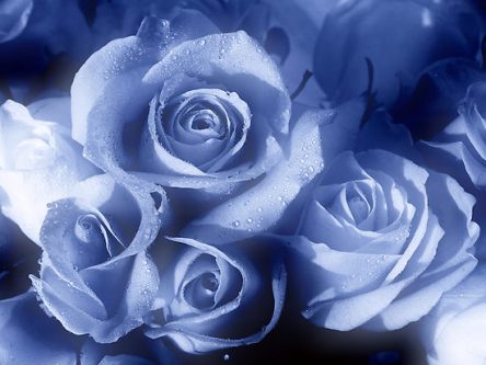 999984-3-blue-roses